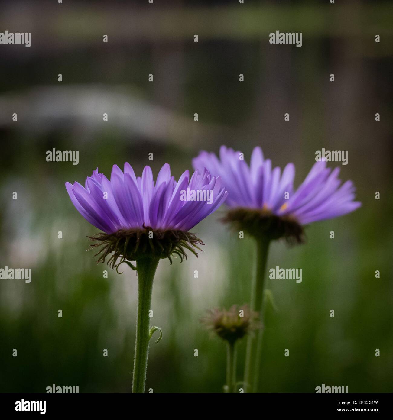 Purple Aster Blooms In Spring with selective focus Stock Photo
