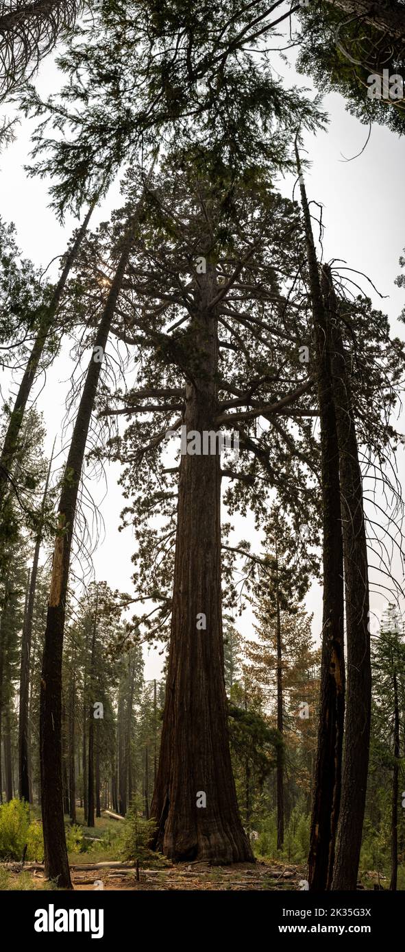 Pine Trees Surround Young Sequoia Tree Panorama Stock Photo