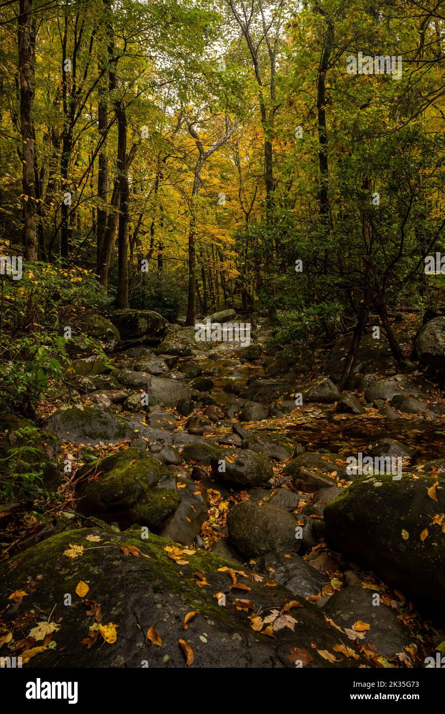 Rocky Creek Bed Coverd In Leaves In Fall in Great Smoky Mountains Stock Photo
