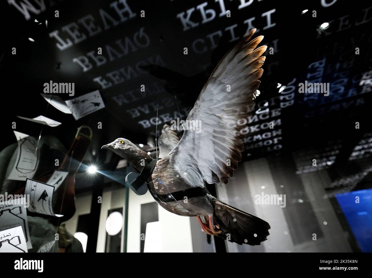 A pigeon fitted with a camera is on display at the newly revamped Central Intelligence Agency museum at CIA headquarters in McLean, Virginia, U.S., September 24, 2022.  REUTERS/Evelyn Hockstein Stock Photo