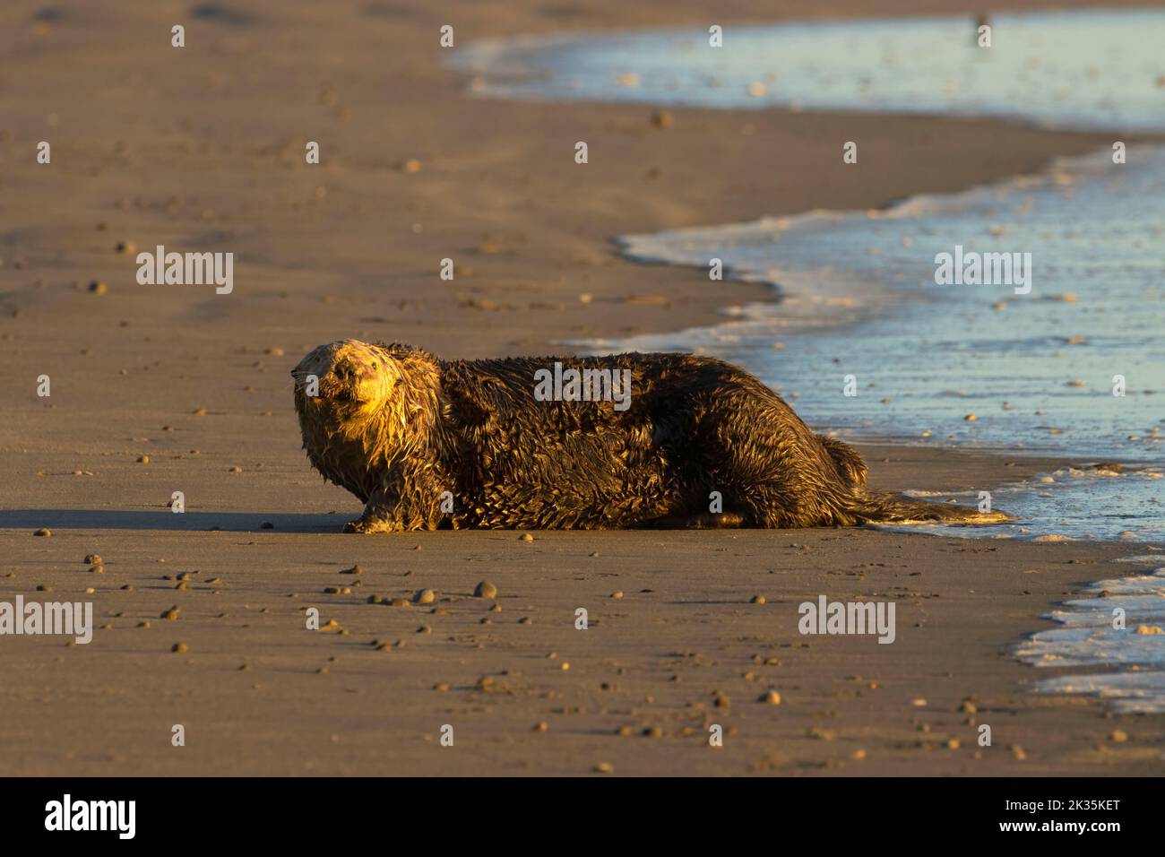Sea otter (Enhydra lutris) at Kalaloch Beach, Olympic National Park, Washington Stock Photo