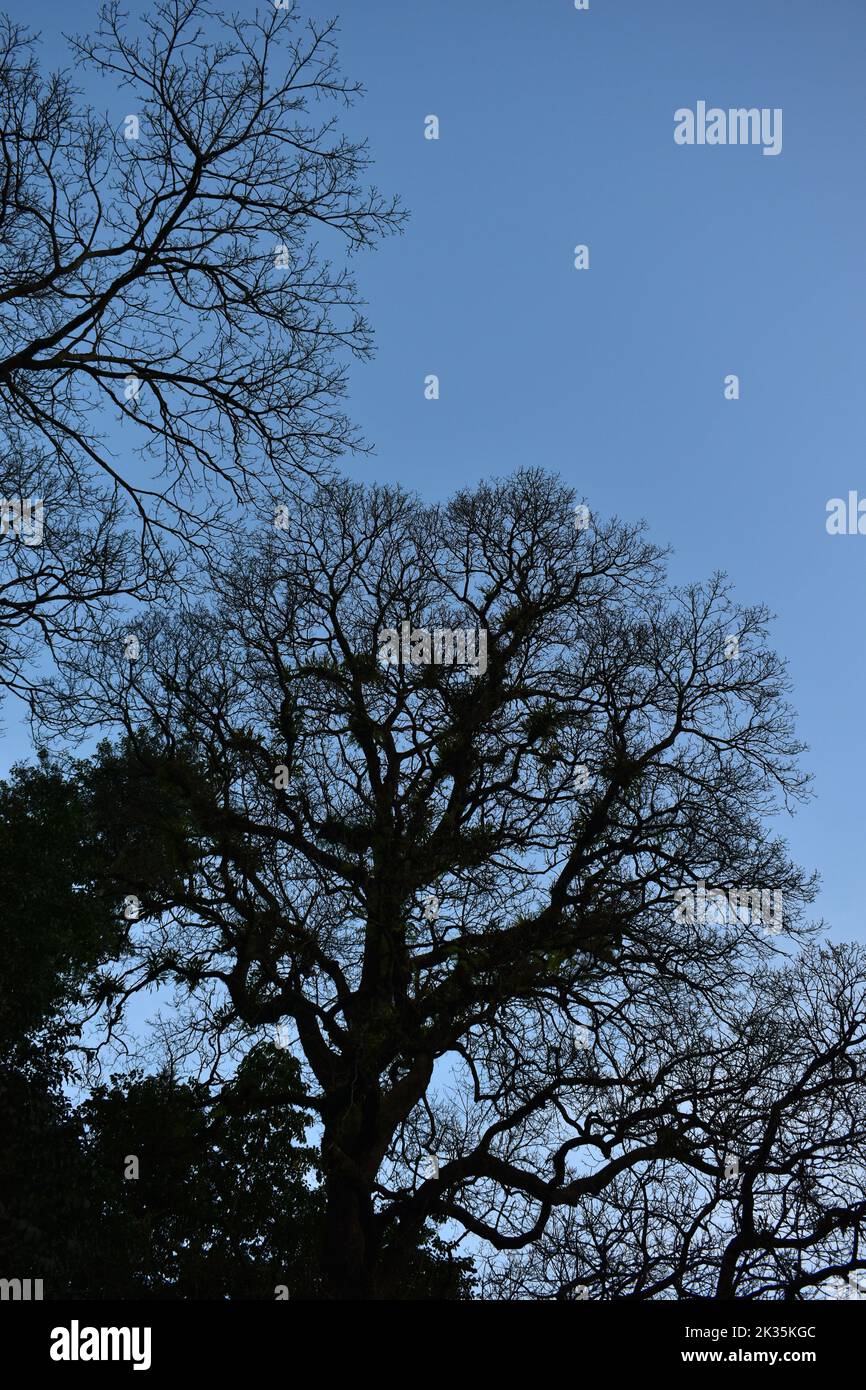 Dried tree against blue sky. Stock Photo