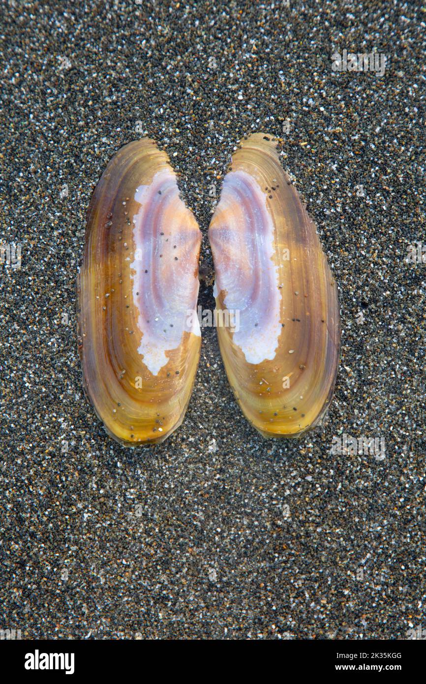 Razor clam shell on Beach 4 at Kalaloch, Olympic National Park, Washington Stock Photo