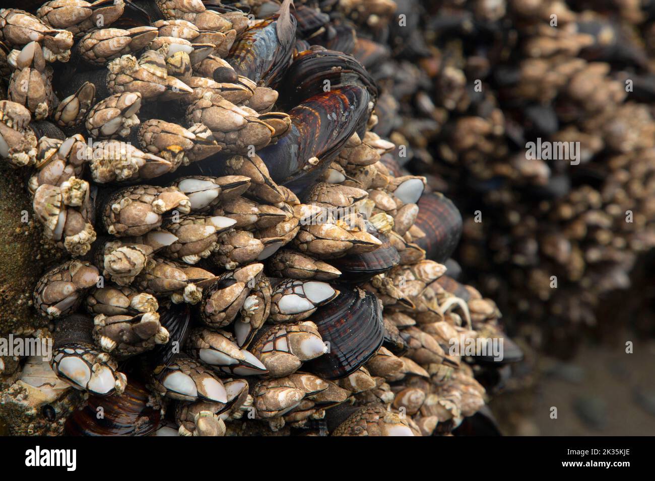 Gooseneck barnacle and California mussel on Beach 4 at Kalaloch, Olympic National Park, Washington Stock Photo