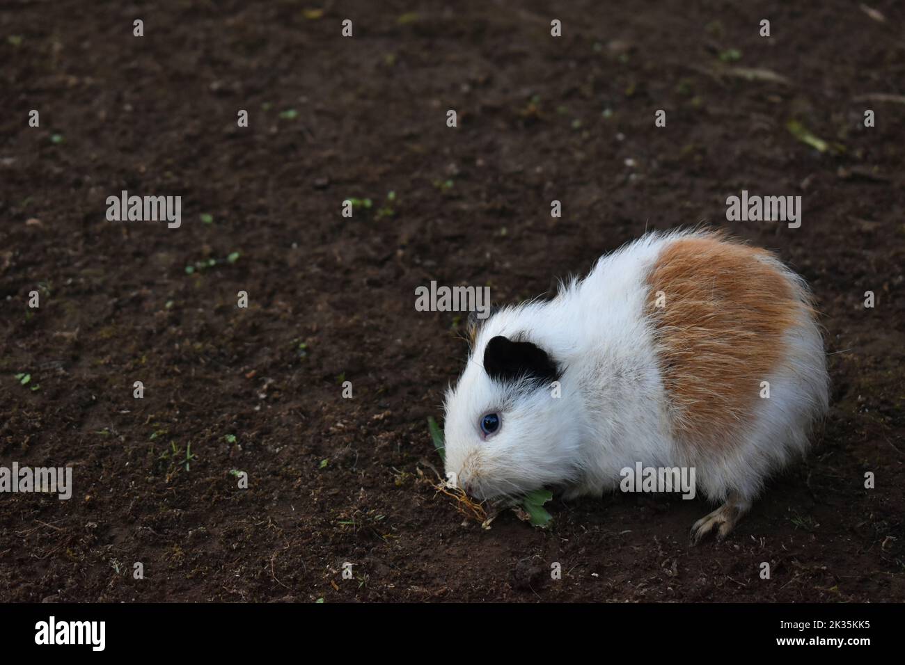 Guinea pig. small mammal. pet Stock Photo Alamy