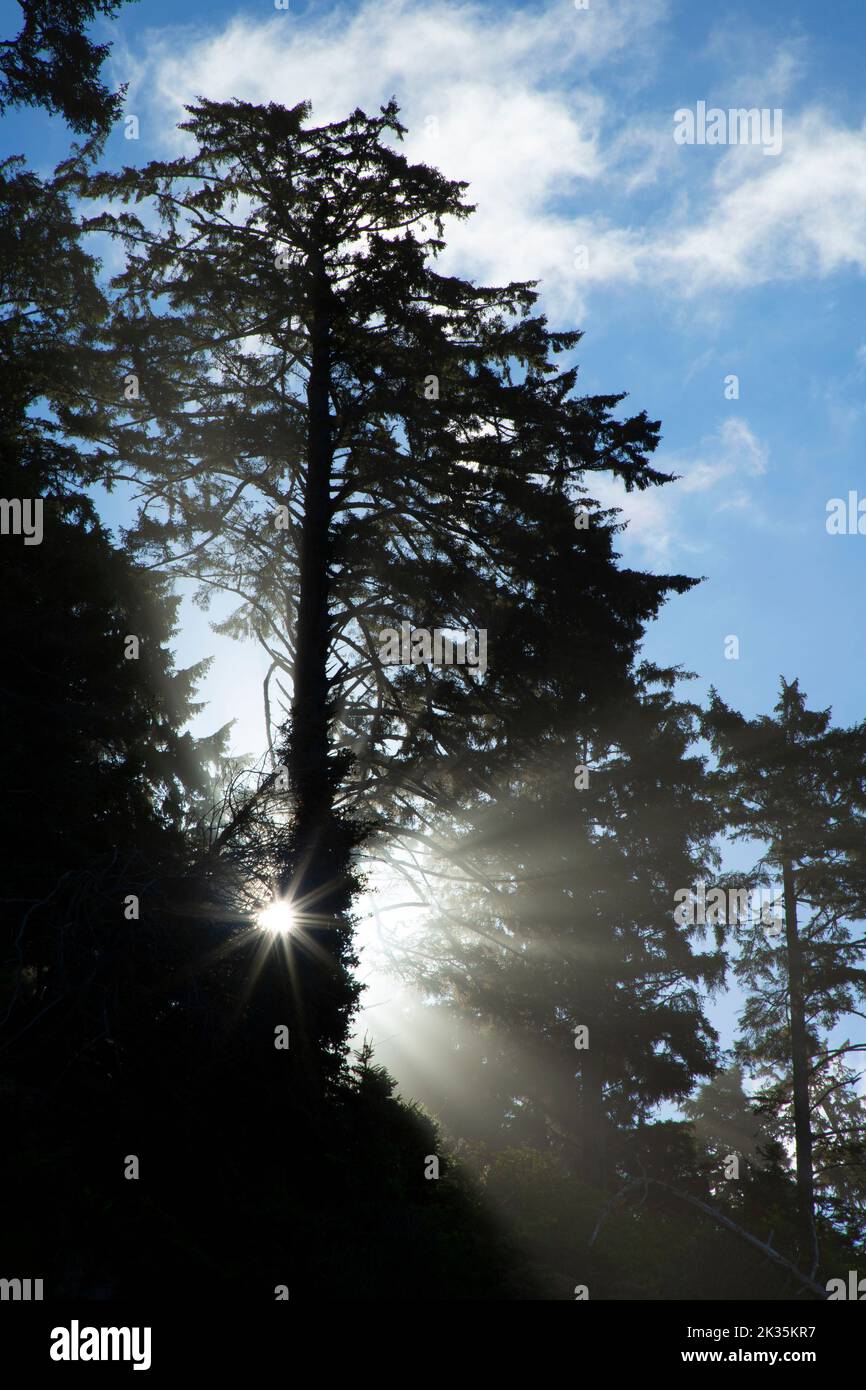 Sitka spruce forest silhouette with sunrays at Beach 4 at Kalaloch, Olympic National Park, Washington Stock Photo