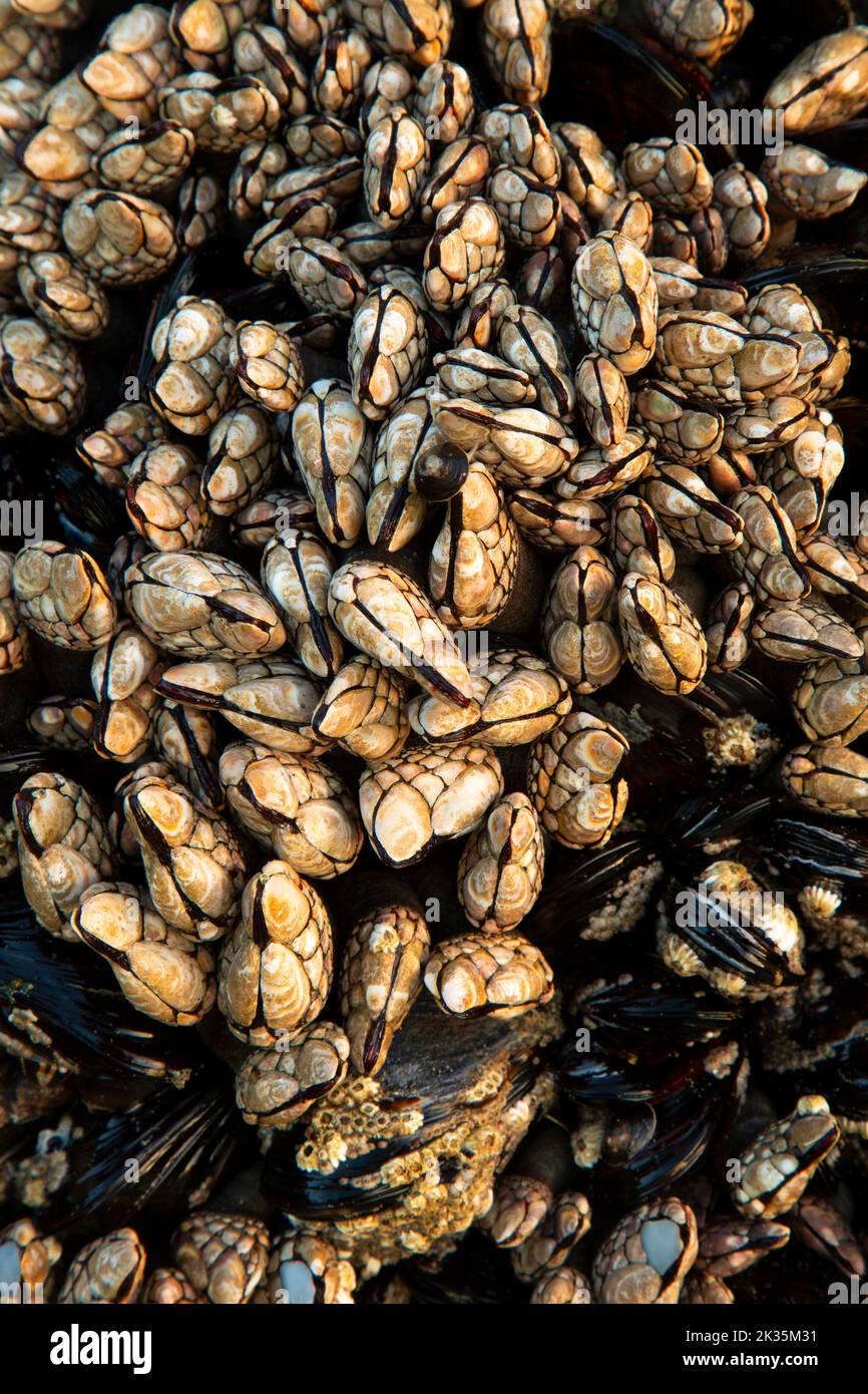 Gooseneck barnacles at Second Beach, Olympic National Park, Washington Stock Photo