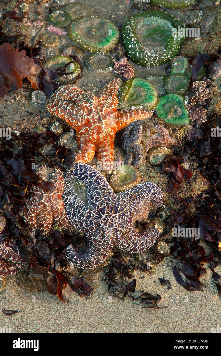 Ochre starfish (Pisaster ochraceus) at Second Beach, Olympic National Park, Washington Stock Photo