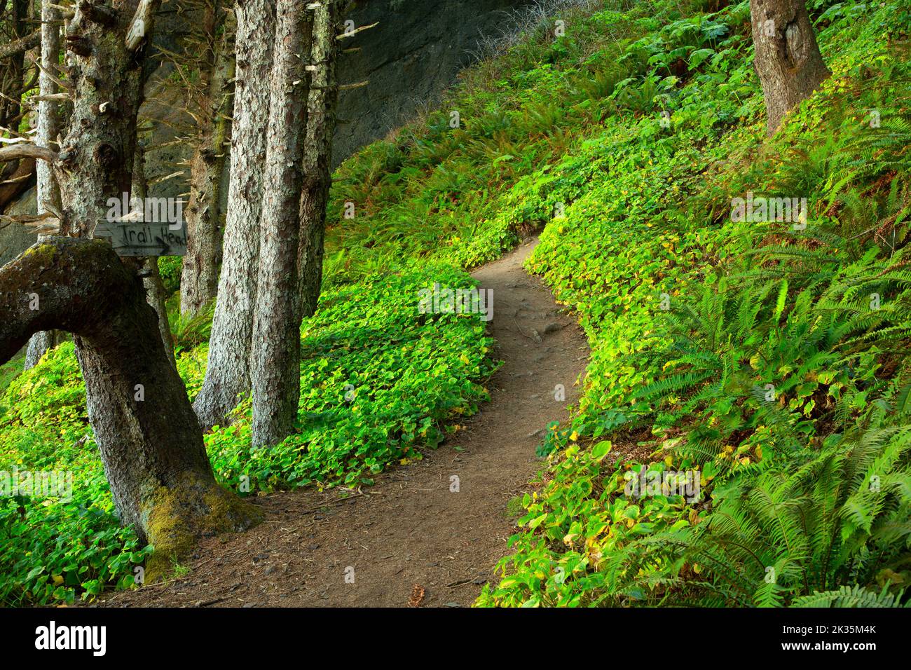 Shi Shi Beach Trail, Olympic National Park, Washington Stock Photo - Alamy