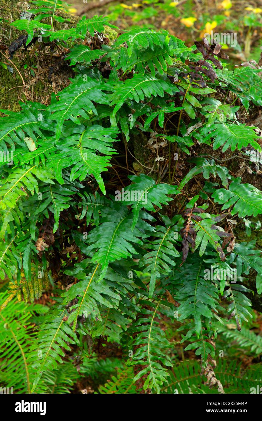 Leathery Polypody (Polypodium scouleri), Olympic National Park, Washington Stock Photo