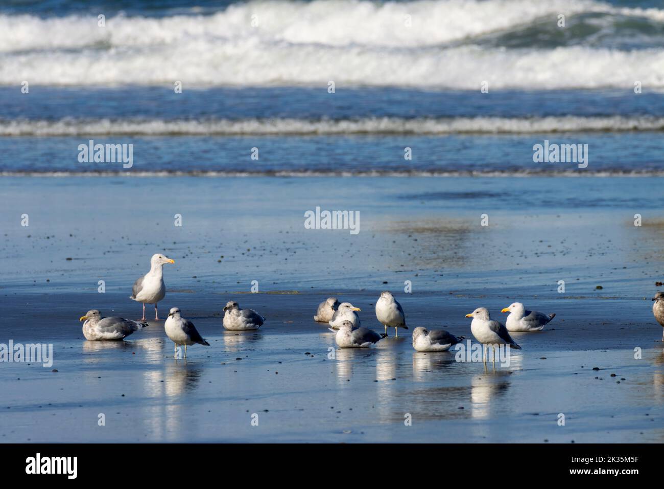 Gulls on Shi Shi Beach, Olympic National Park, Washington Stock Photo