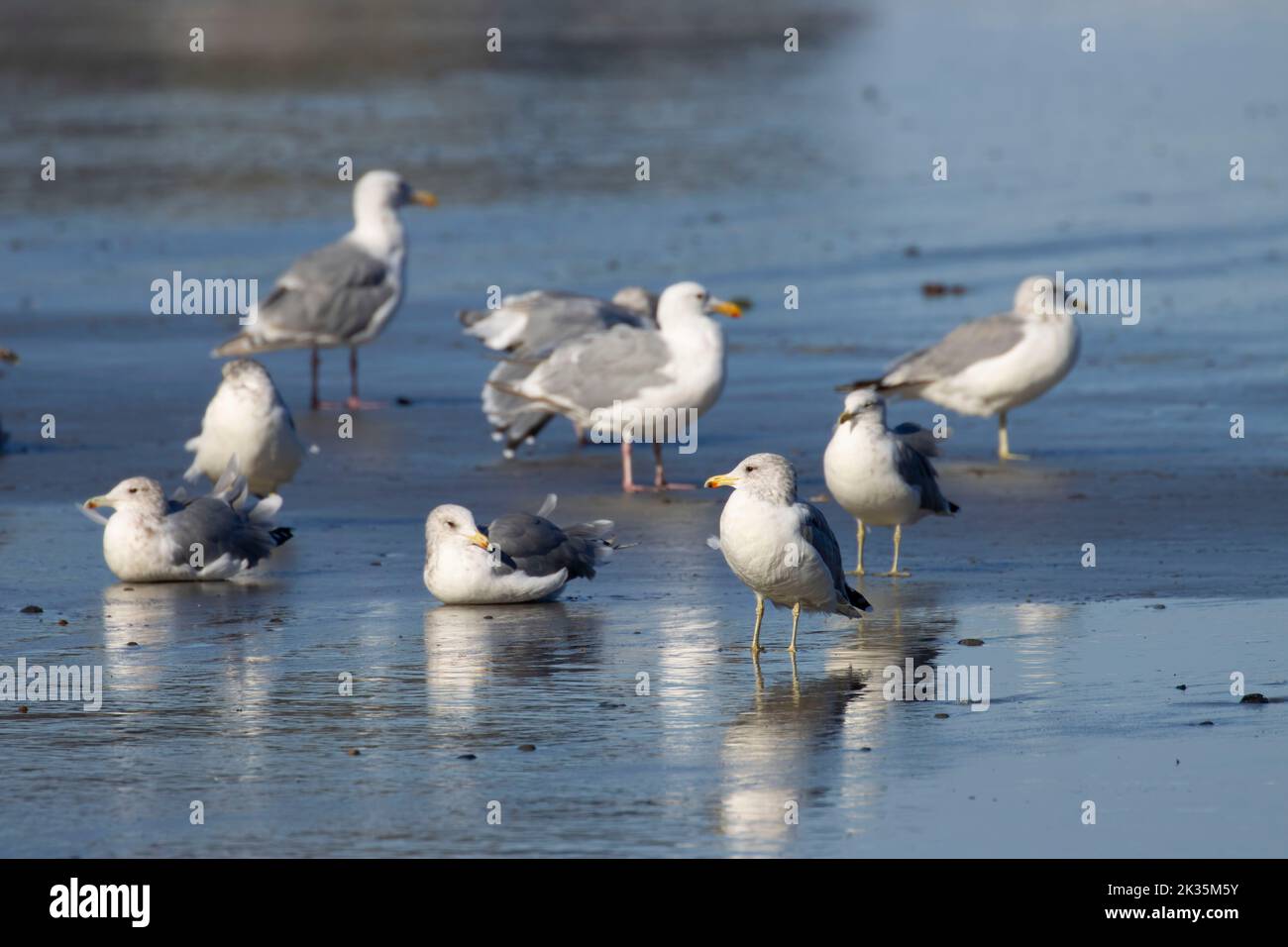 Shi shi beach trail hi res stock photography and images Alamy Shi shi beach trail hi res stock photography and images Alamy