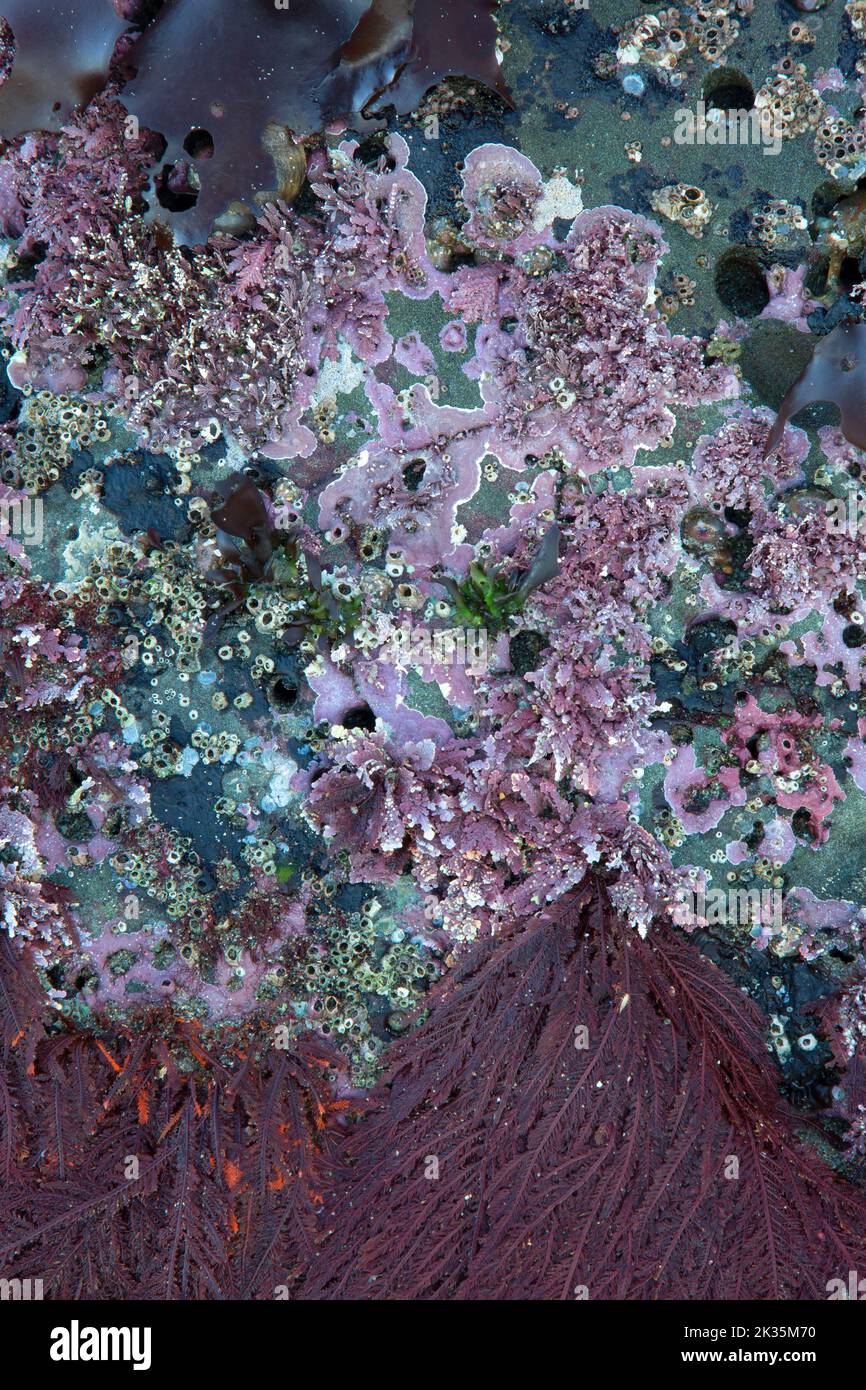 Crustose coralline algae at Shi Shi Beach, Olympic National Park, Washington Stock Photo