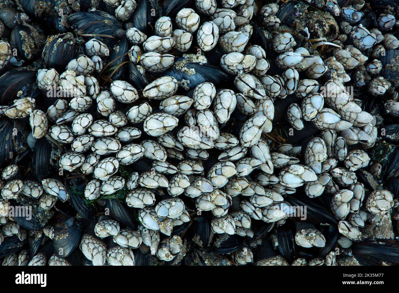 California mussels with gooseneck barnacles at Shi Shi Beach, Olympic National Park, Washington Stock Photo