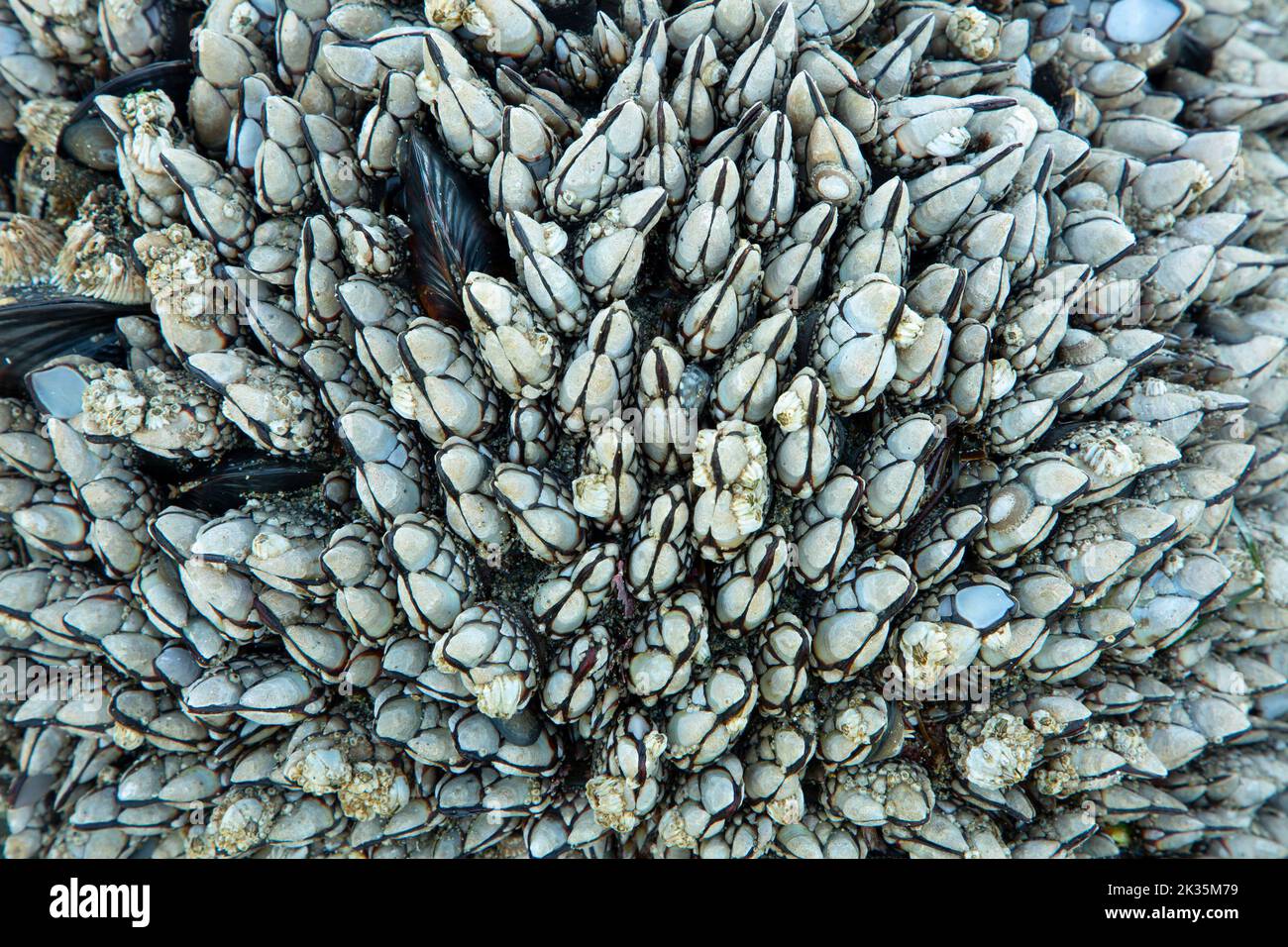 Gooseneck barnacles at Shi Shi Beach, Olympic National Park, Washington Stock Photo
