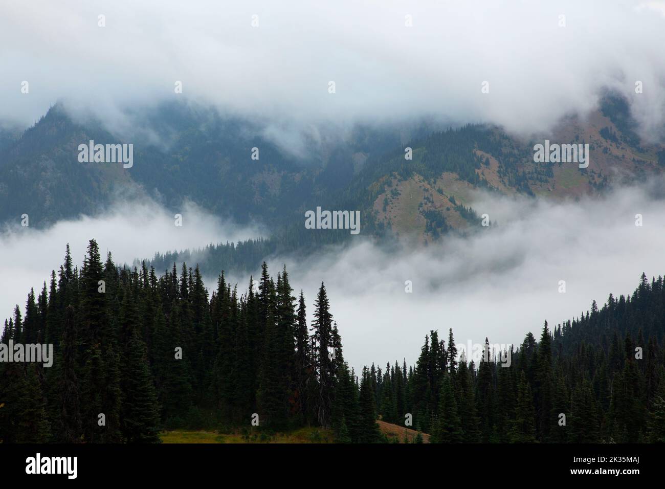 Fog from Hurricane Hill Trail, Olympic National Park, Washington Stock Photo