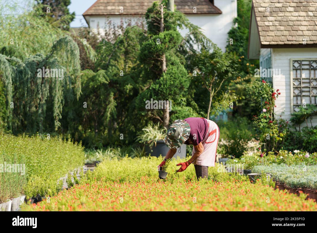 Elderly farmer cultivates ornamental flower plants on territory of cottage house on sunny summer day Stock Photo