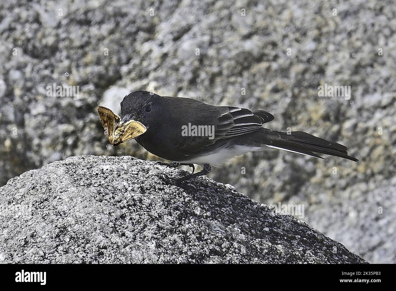 Pacific Grove, California, USA. 24th Sep, 2022. Black Phoebe with a ...
