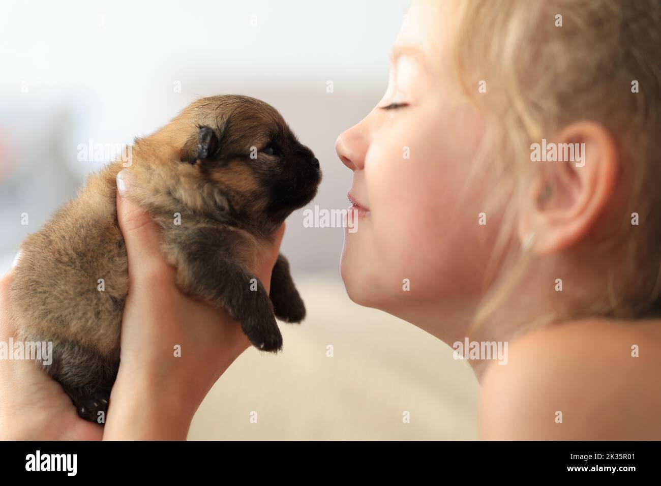 Happy Little girl gives a kiss dog Stock Photo