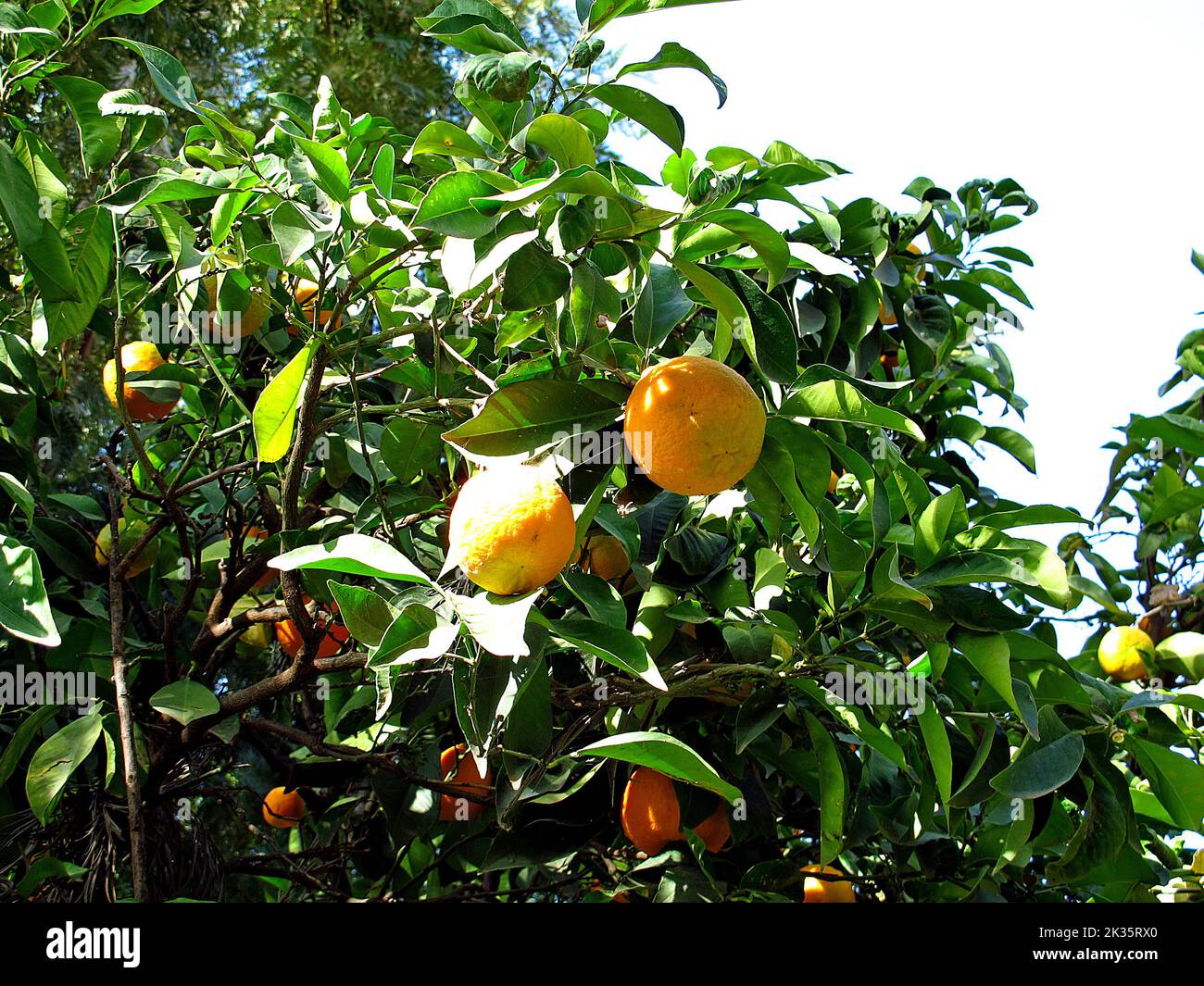 The orange tree in monastery in Ethiopia Stock Photo Alamy
