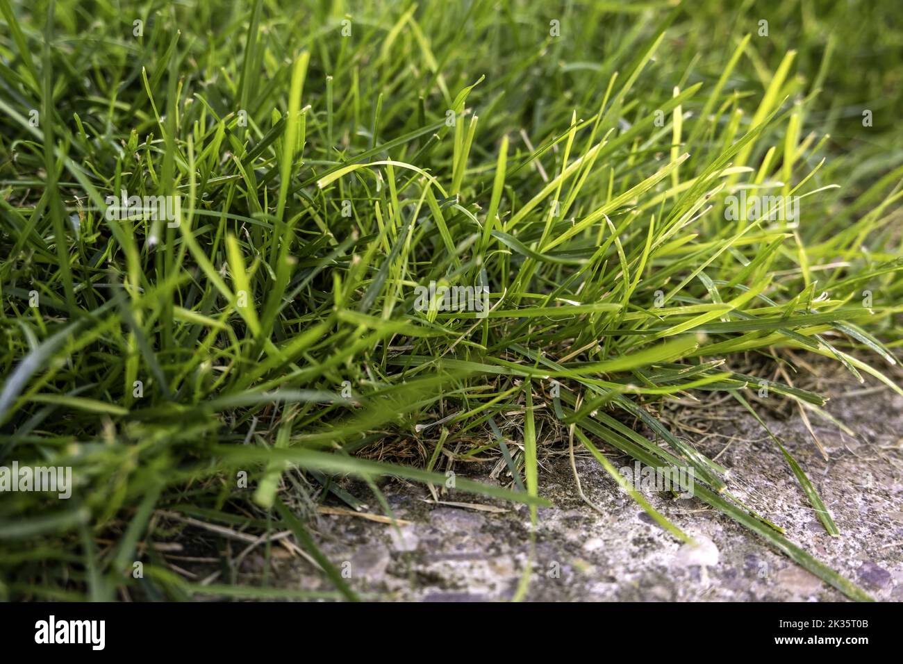 Detail of lawn in a garden, decoration with plants Stock Photo