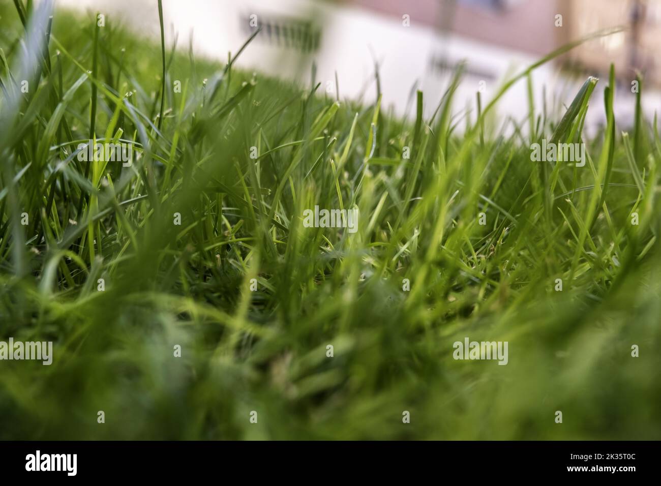 Detail of lawn in a garden, decoration with plants Stock Photo