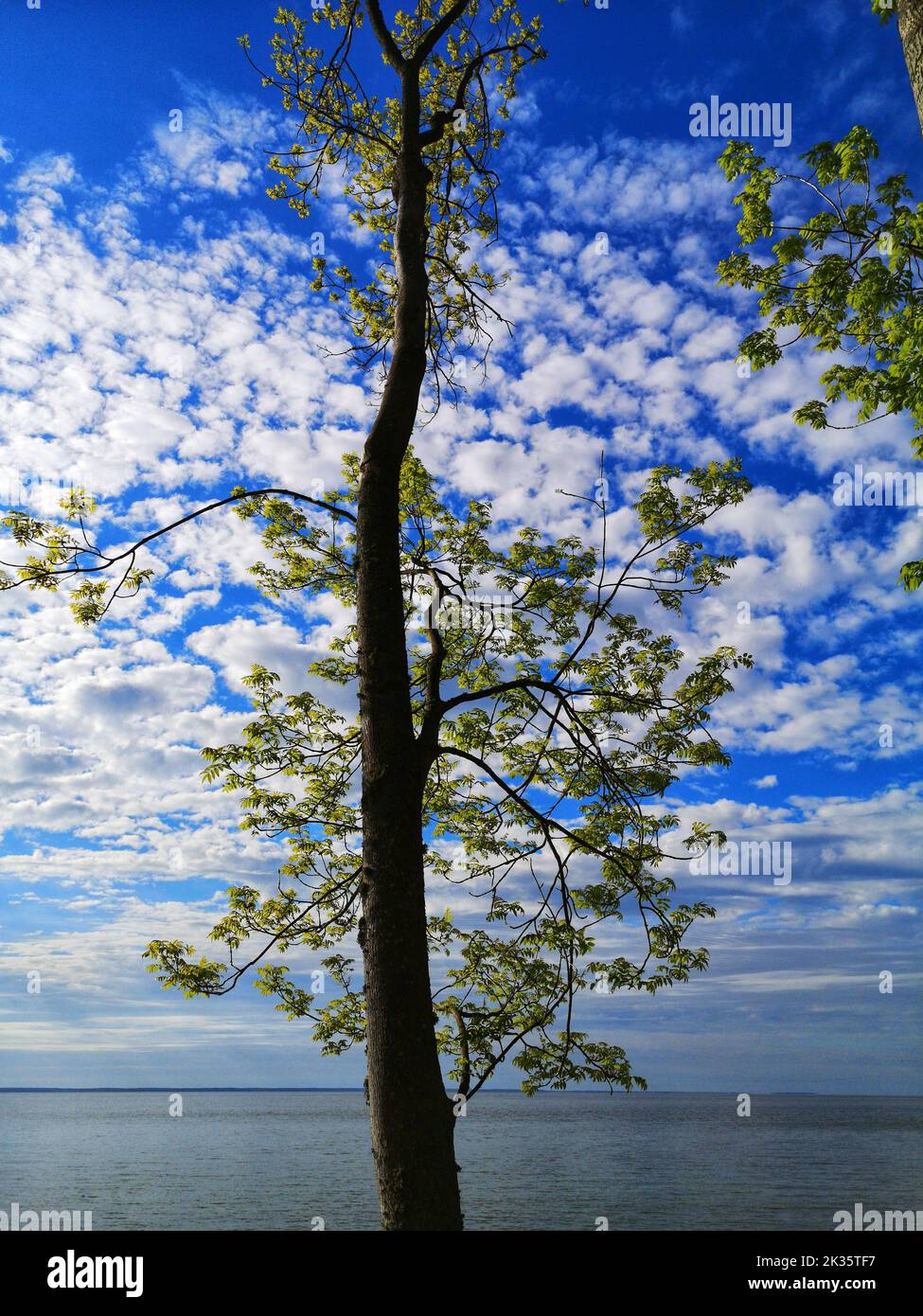 fresh young spring leaves on tree and sea lagoon water Stock Photo