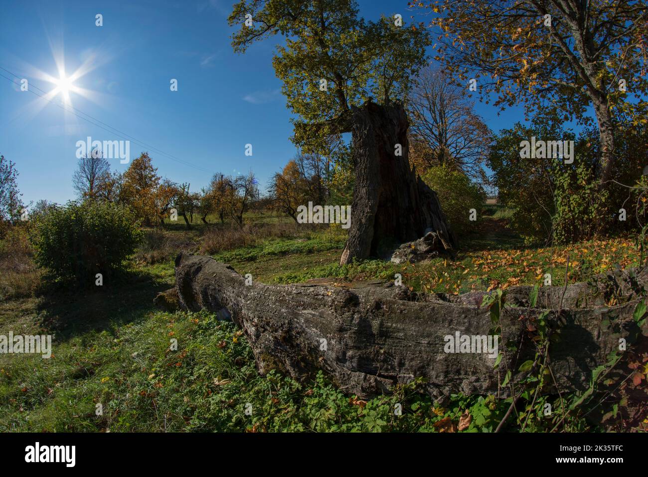 Majestic century-old broken oak tree, Lithuania Stock Photo