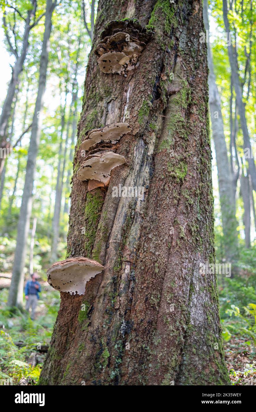 A wood mushroom on the tree bark with blurred hiker in the background. Parasitic fungus on a tree. Stock Photo