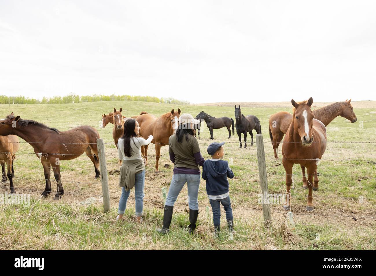 Farmer family watching horses in pasture on rural farm Stock Photo Alamy