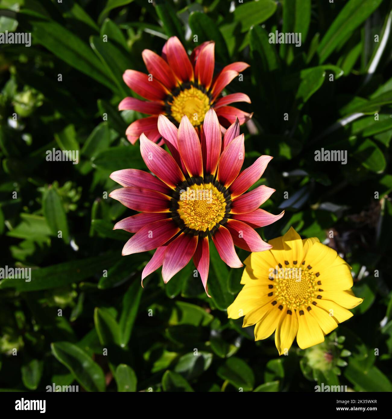 Top view of a deep pink or purple gazania rigens flower, above two other flowers of the same species and dark green leaves Stock Photo