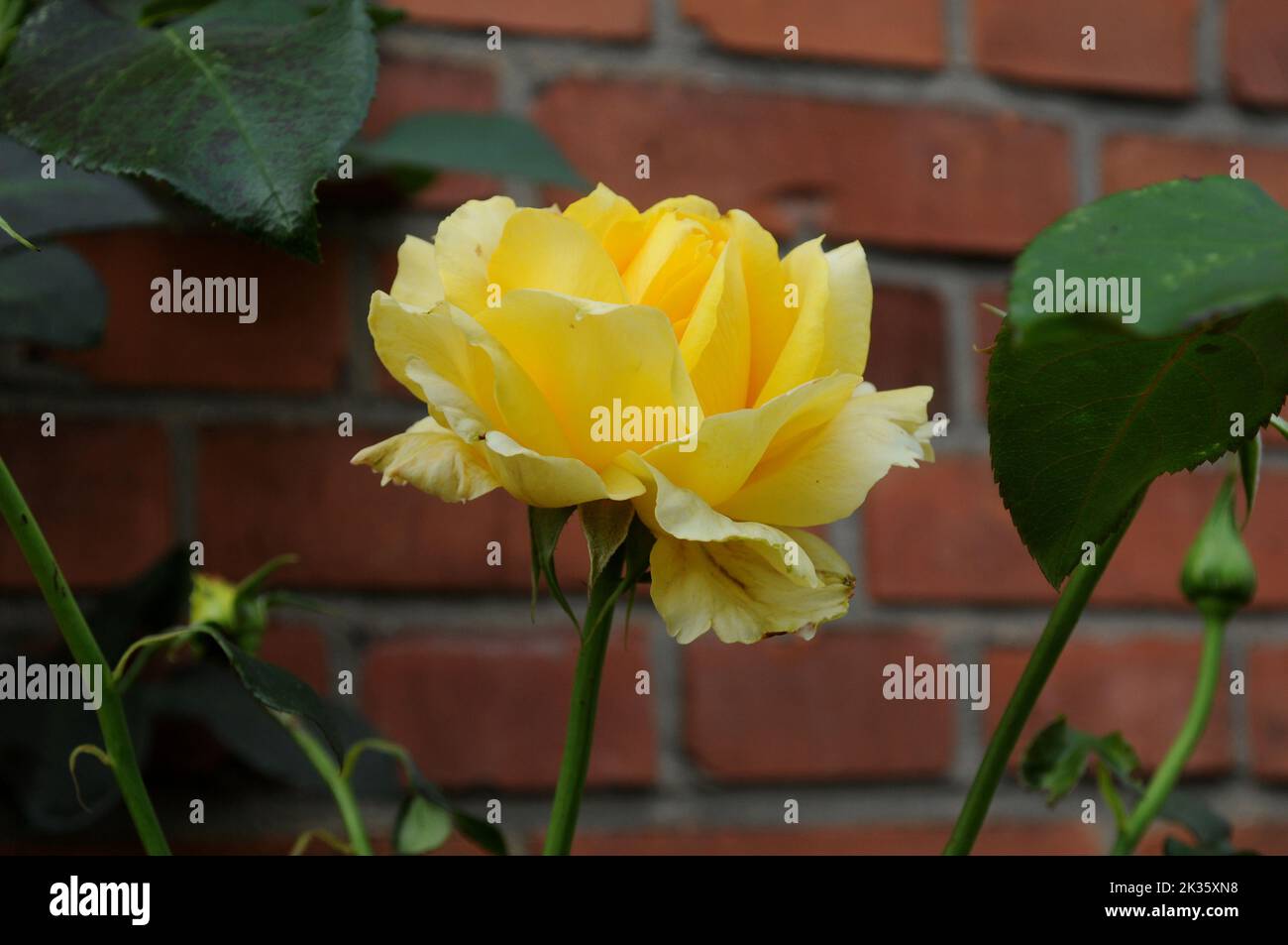 Copenhagen /Denamrk /24 September 2022/ Yellow Rose flowers and plants