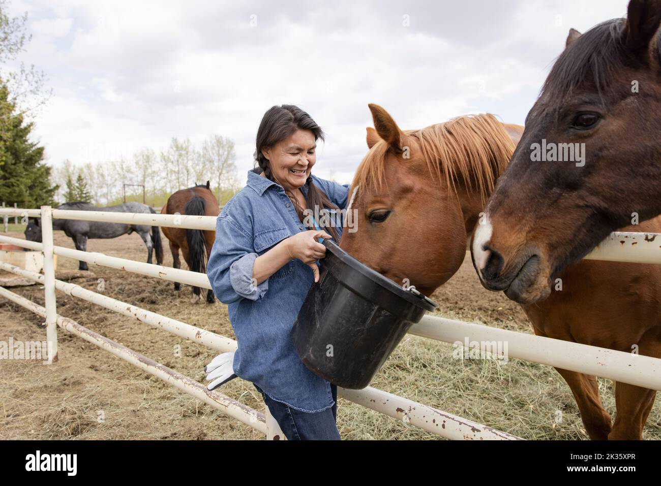 Happy female farmer feeding horses from bucket at fence on farm Stock