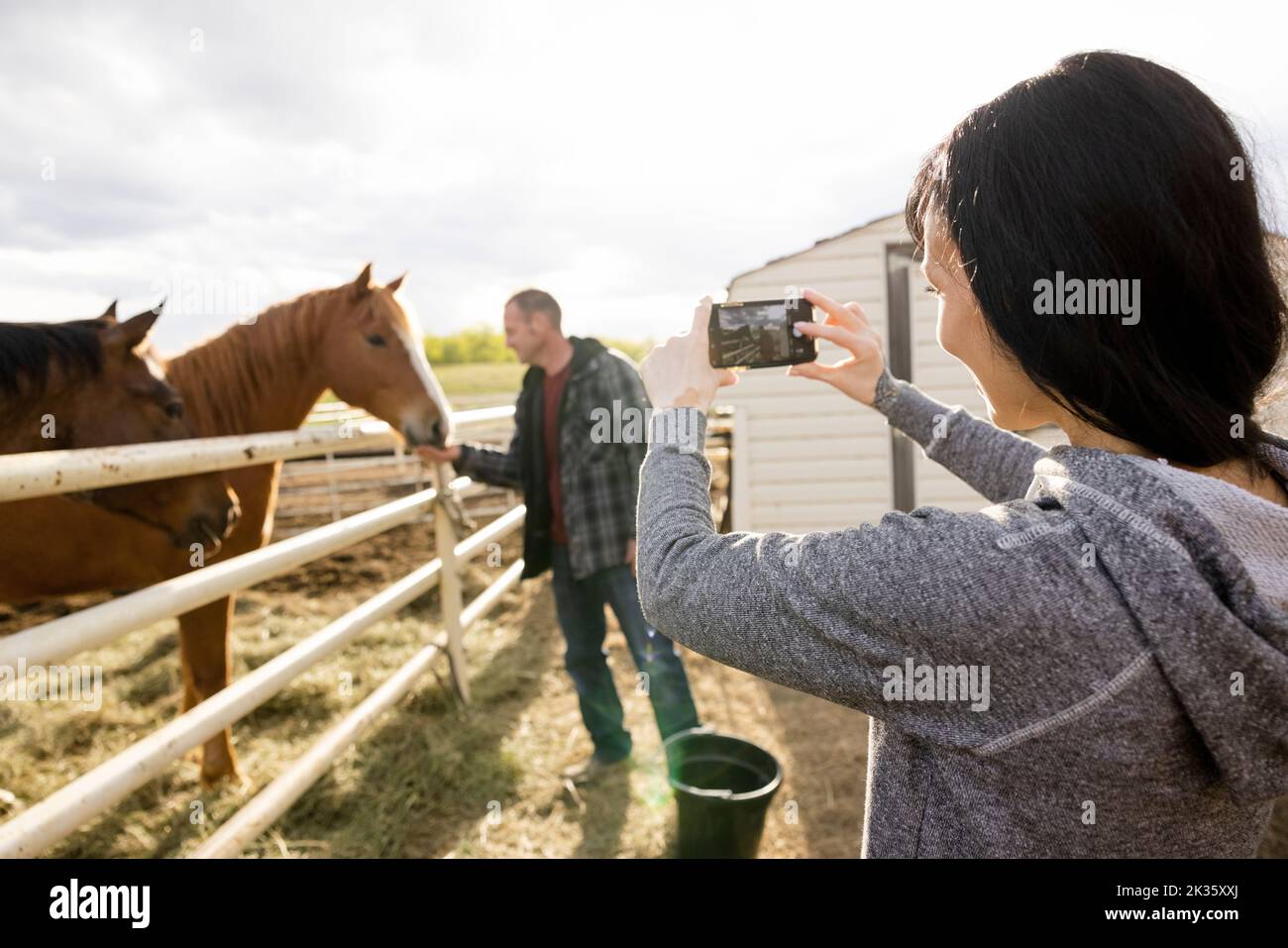 Female farmer photographing husband feeding horses on sunny farm Stock