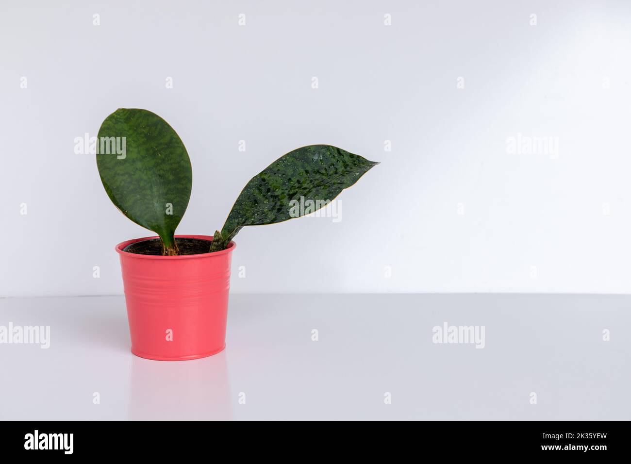 Dracaena Masoniana Whale Fin Snake Plant in pink iron planter Stock Photo