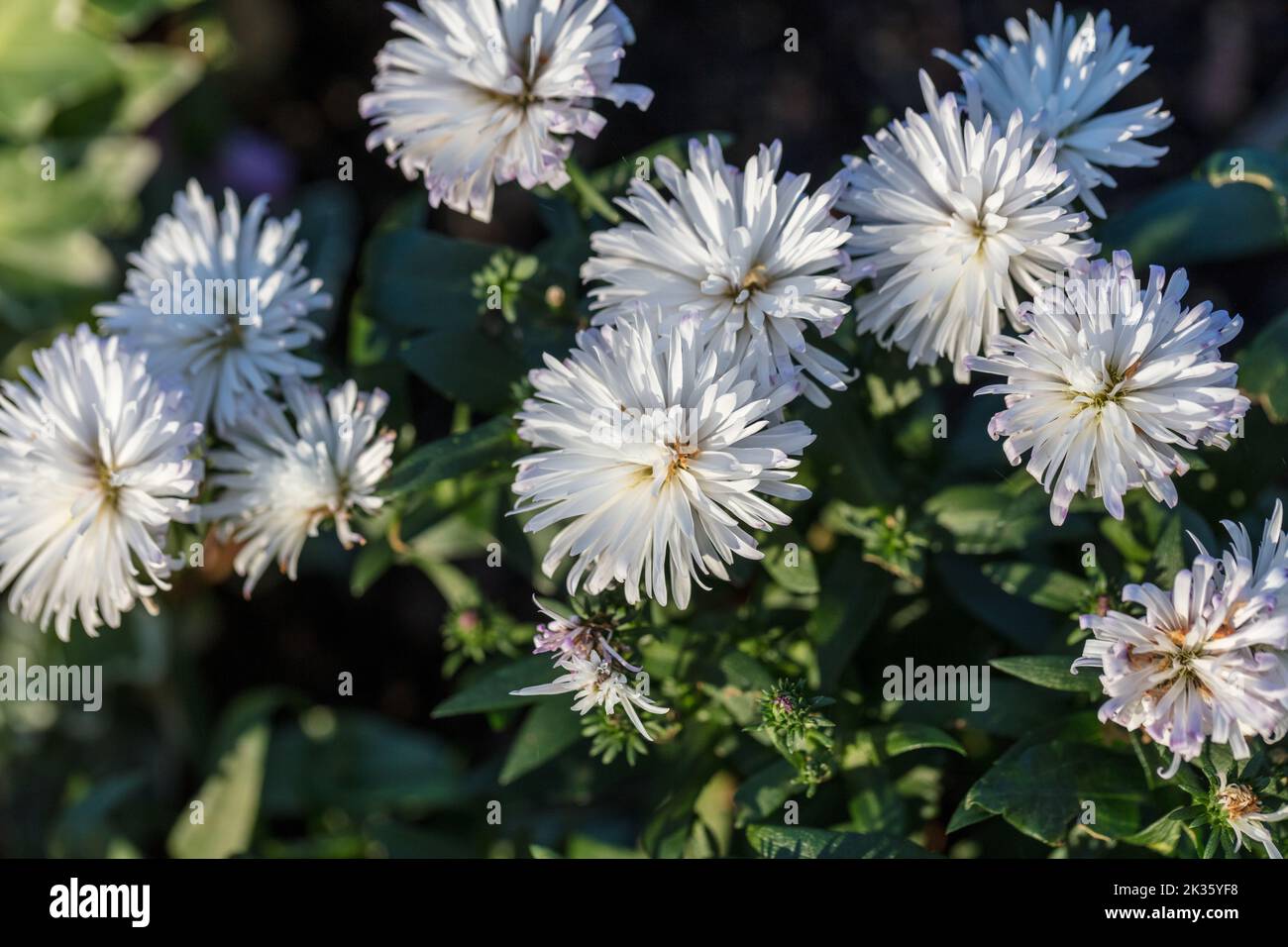 'Victoria' Michaelmas daisy, Höstaster (Symphyotrichum novi-belgii) Stock Photo