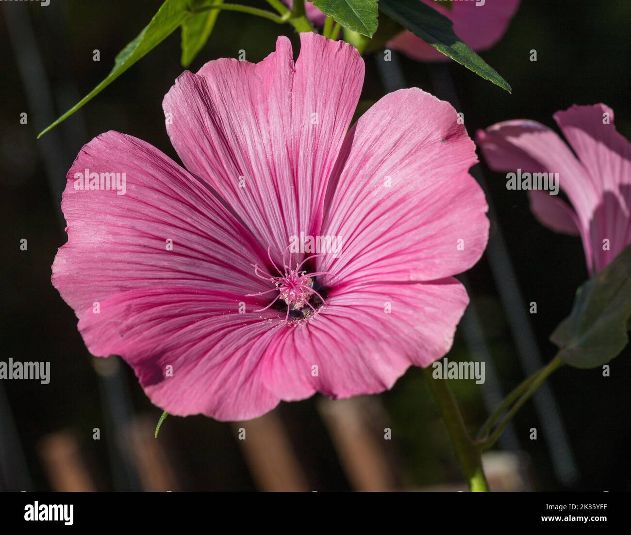 'Silver Cup' Rose Mallow, Sommarmalva (Lavatera trimestris) Stock Photo