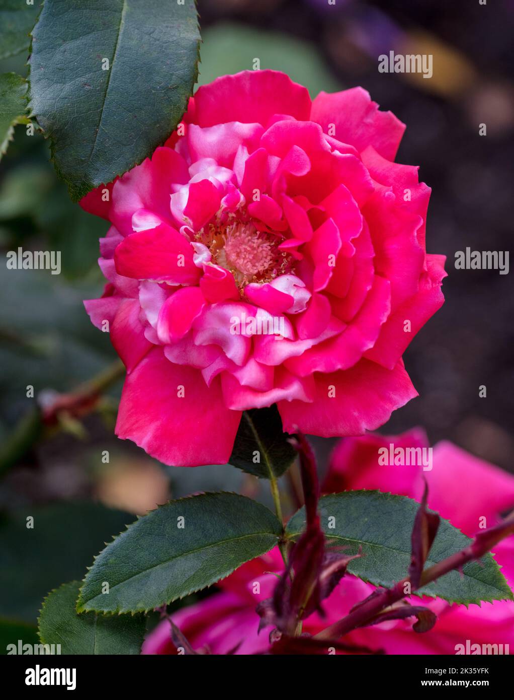 'Fragrant Cloud' Hybrid Tea Rose, Tehybridros (Rosa) Stock Photo