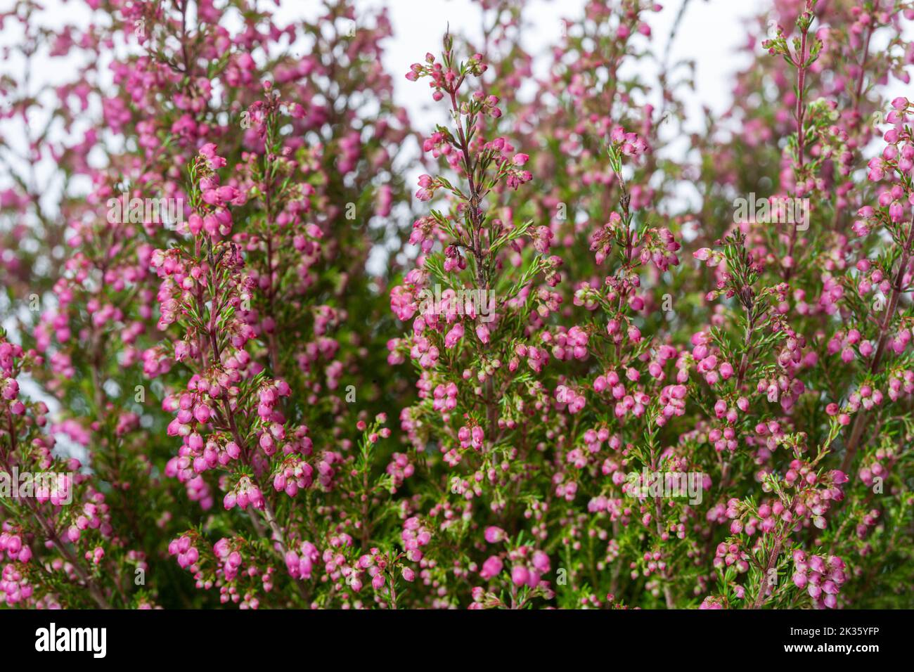Common heather, Ljung (Calluna vulgaris) Stock Photo