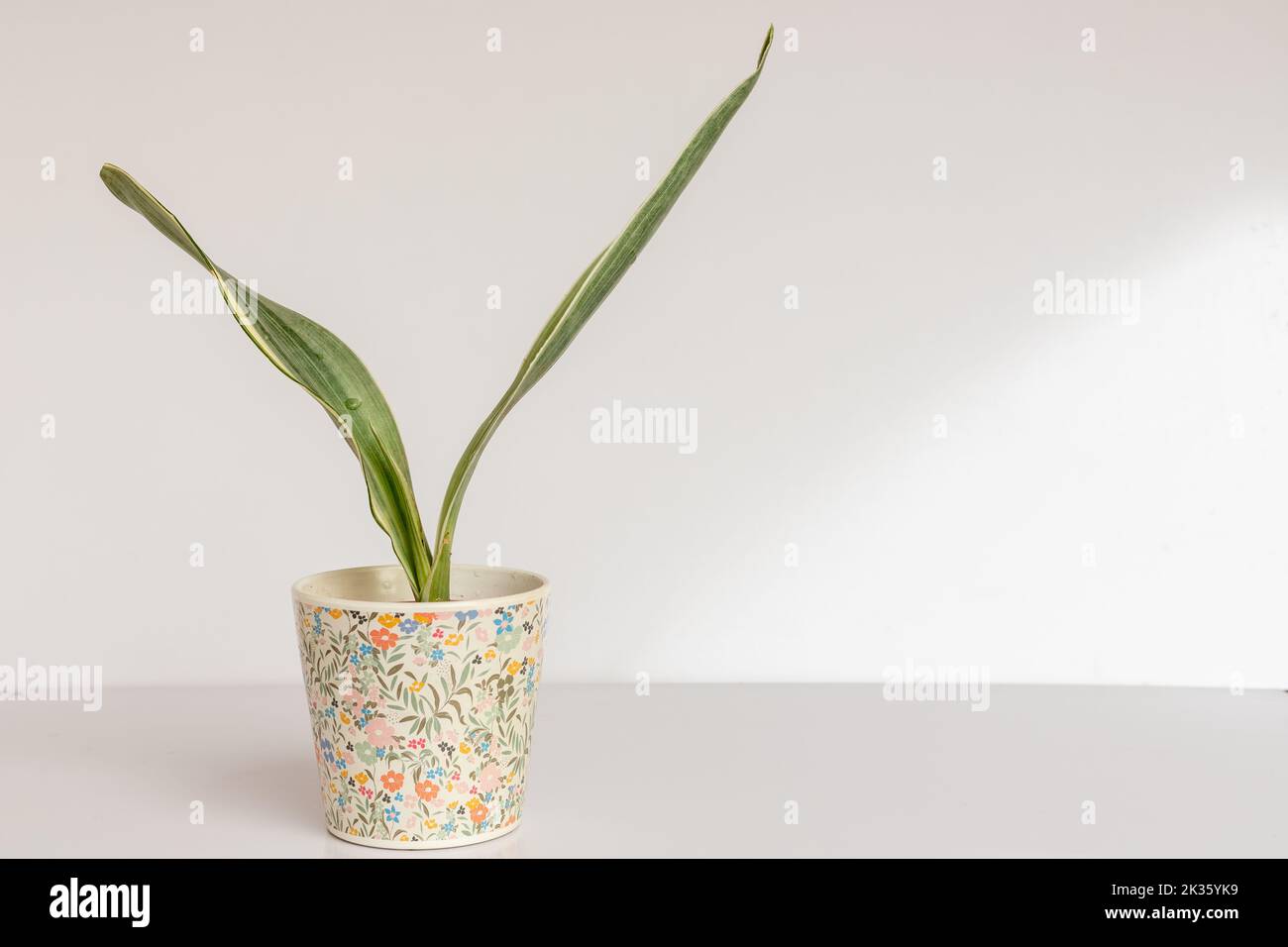 Sansevieria Trifasciata Bantels Sensation snake plant on isolated white background Stock Photo