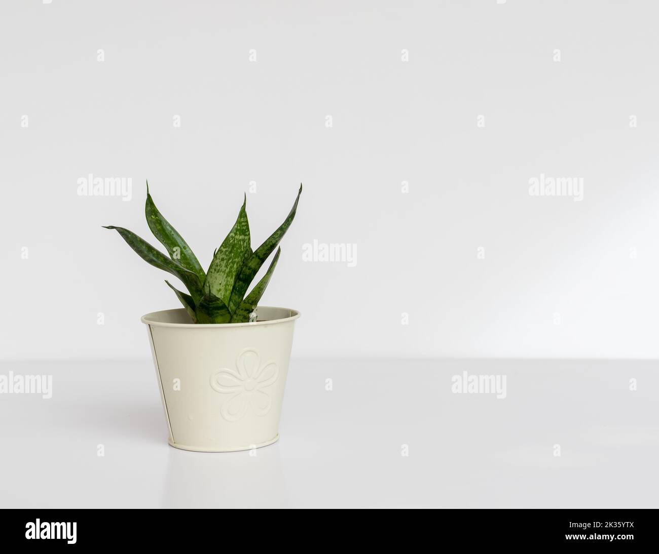 Sansevieria dwarf Snake Plant Bird’s Nest in a beautiful flowerpot on white isolated background with copy space Stock Photo