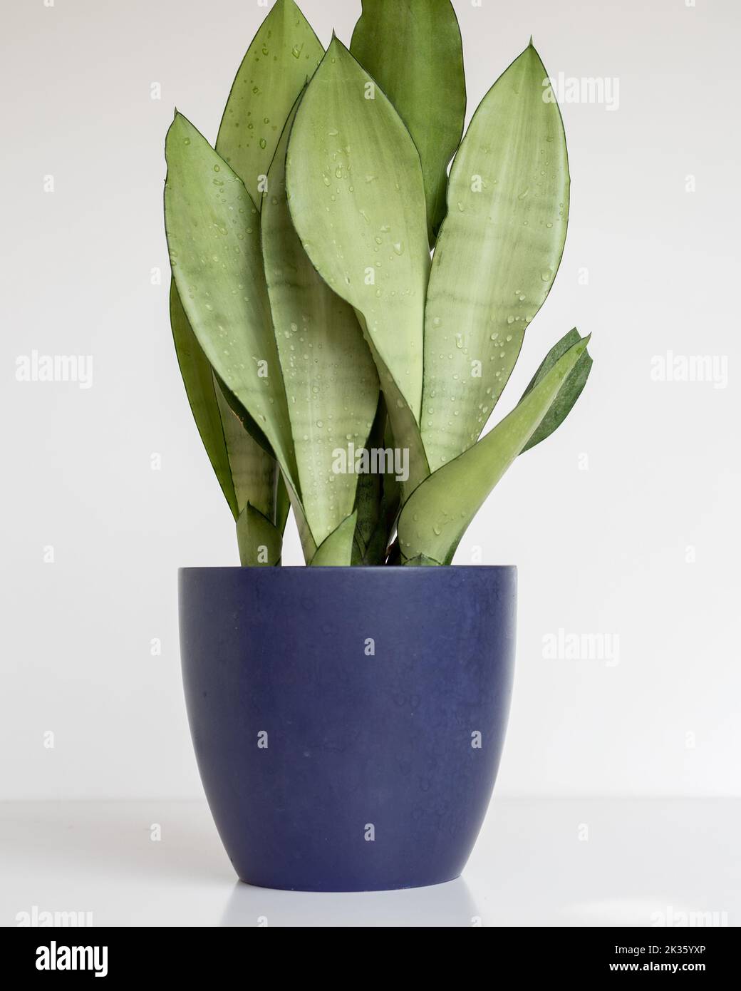 Sansevieria Trifasciata Moonshine snake plant in a pot isolated on white background Stock Photo