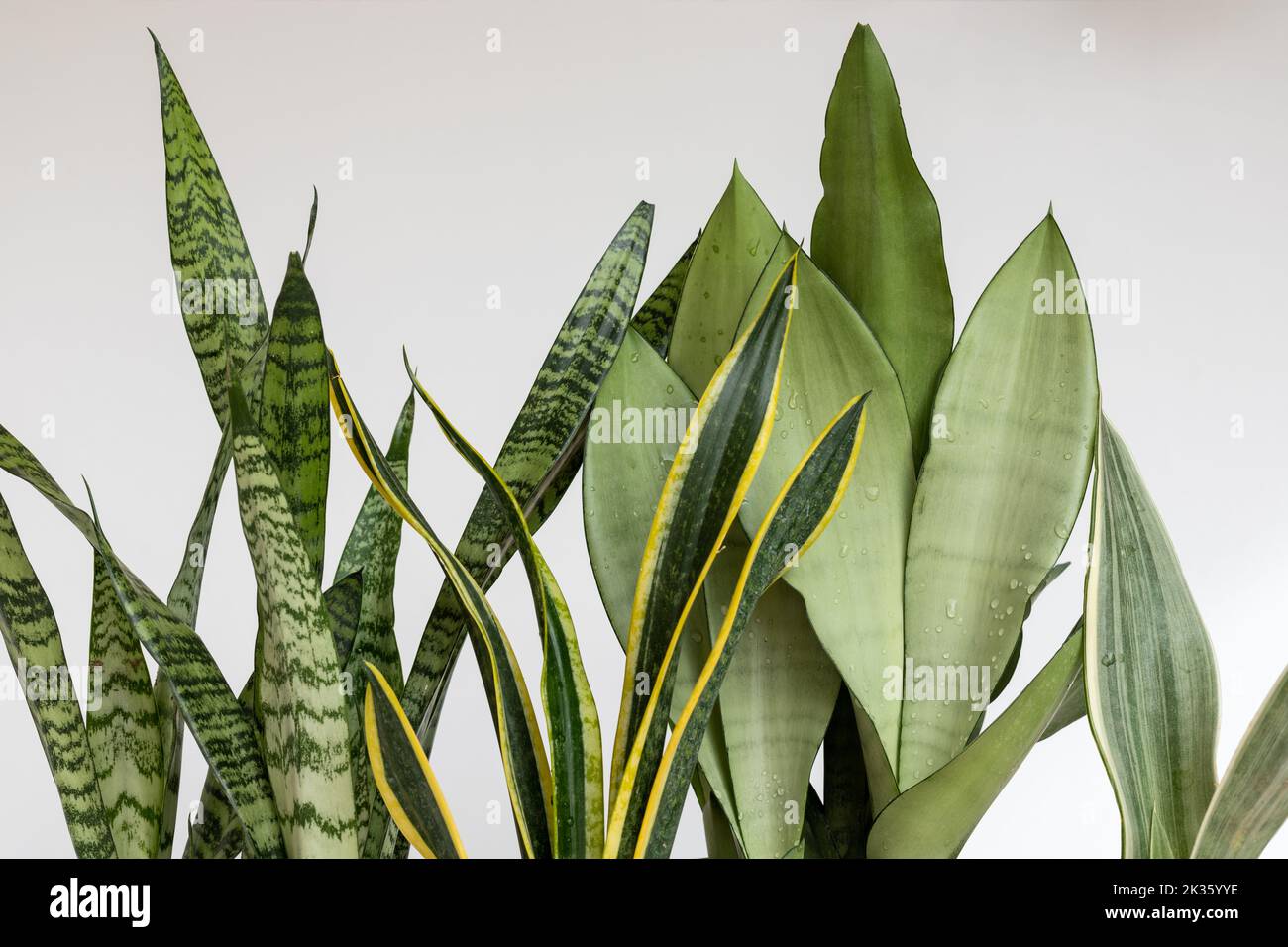 Sansevieria snake plants leaves on a white isolated background Stock Photo