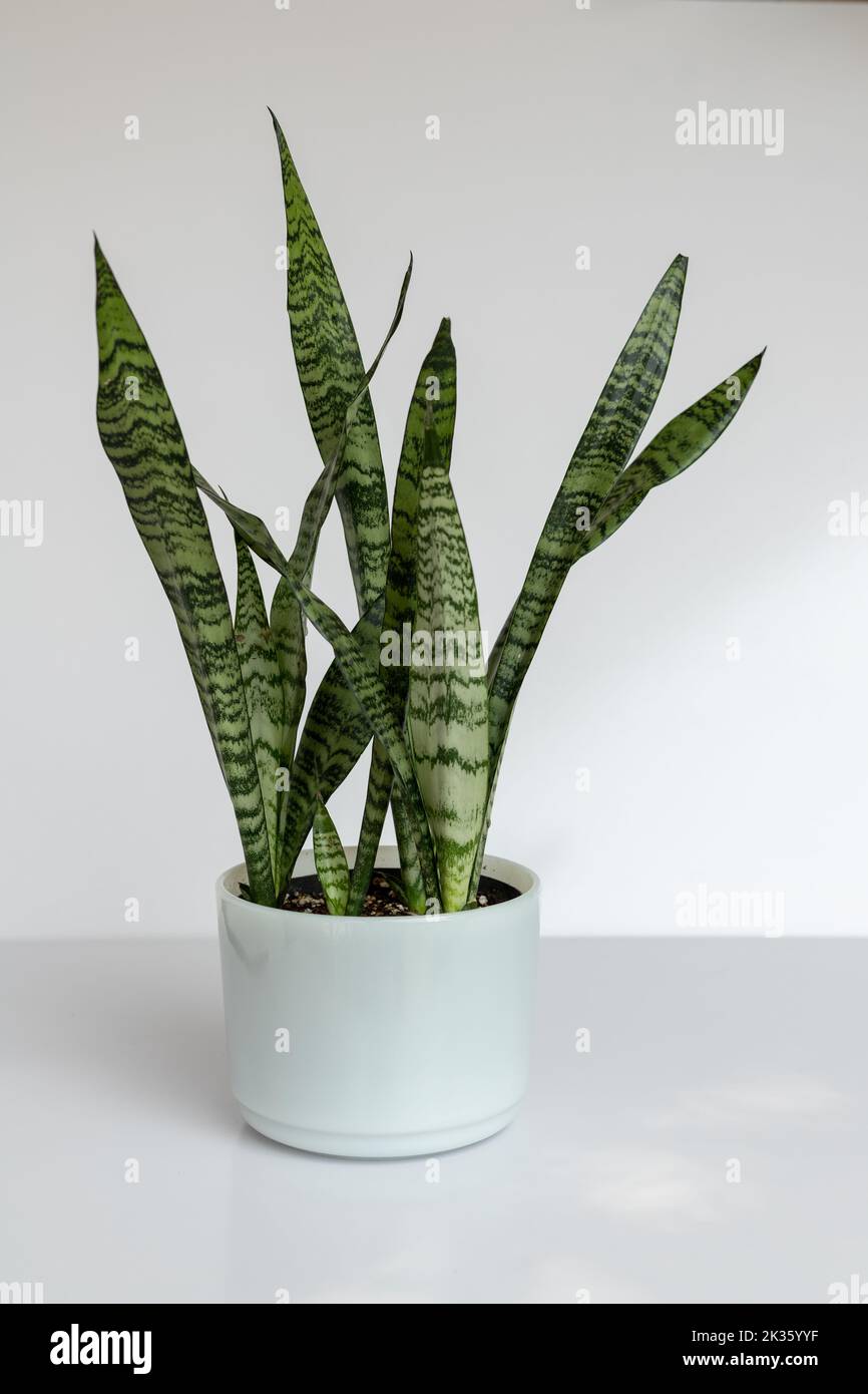 Sansevieria zeylanica in a white marble pot with minimalist concepton white isolated background Stock Photo