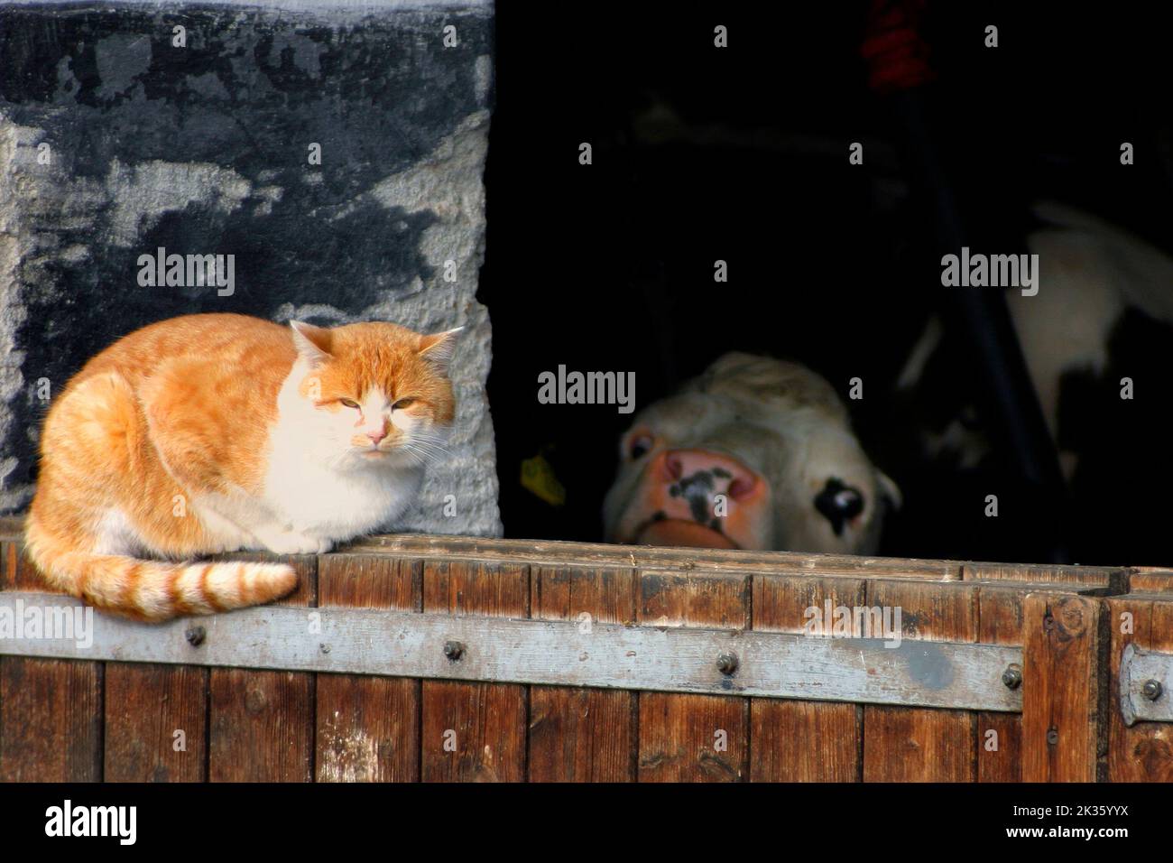 Ginger cat and cow in stable, Chiemgau, Upper Bavaria, Germany Stock Photo