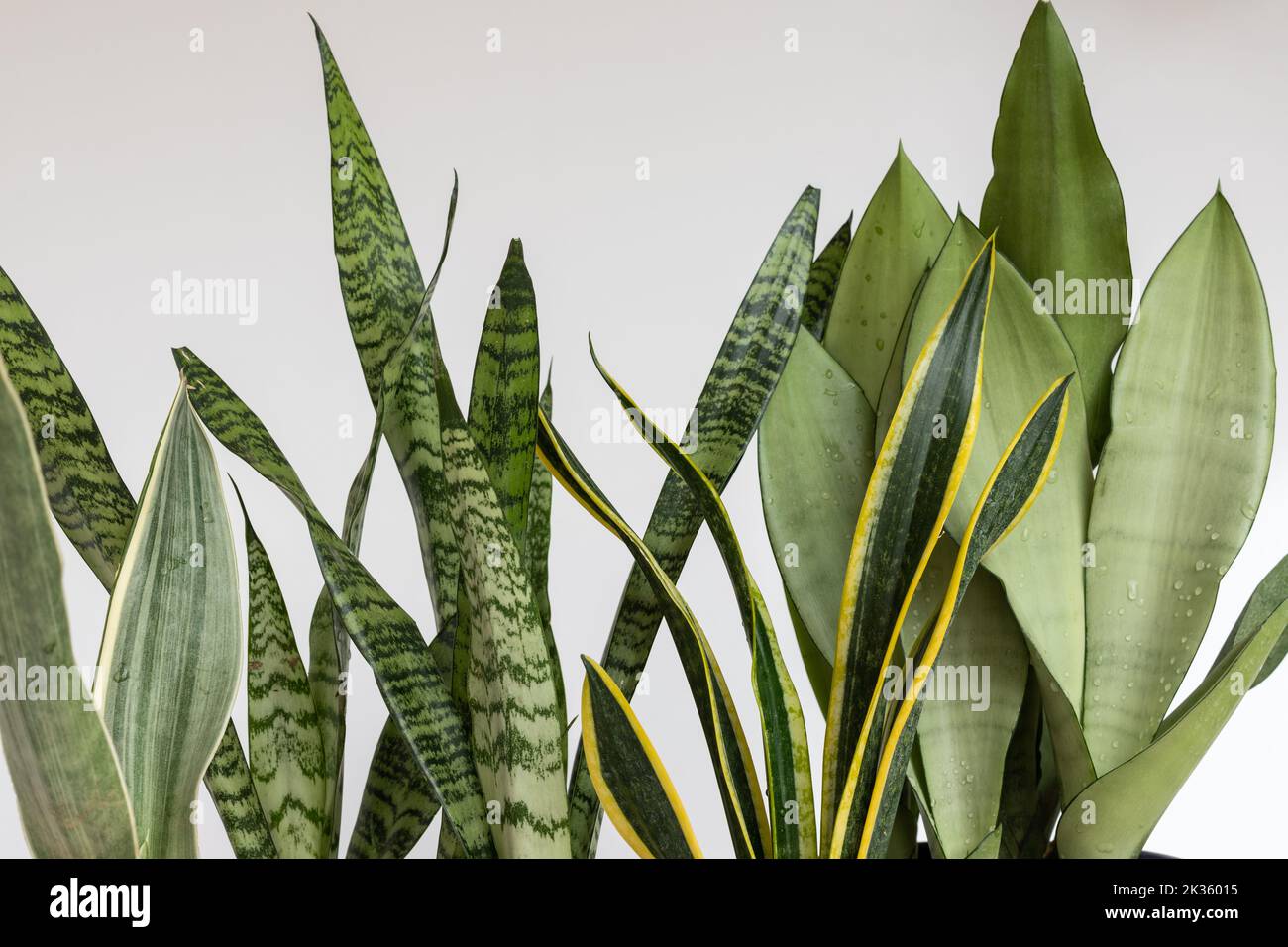 Snake plants beautiful leaves texture background Stock Photo