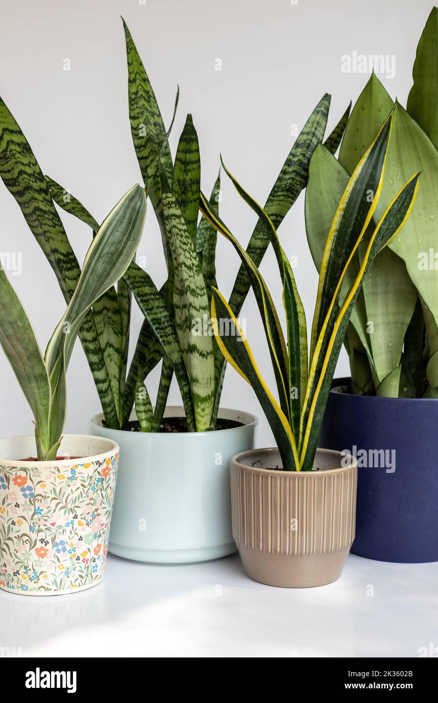 Group of snake plants in a ceramic pots on white isolated background