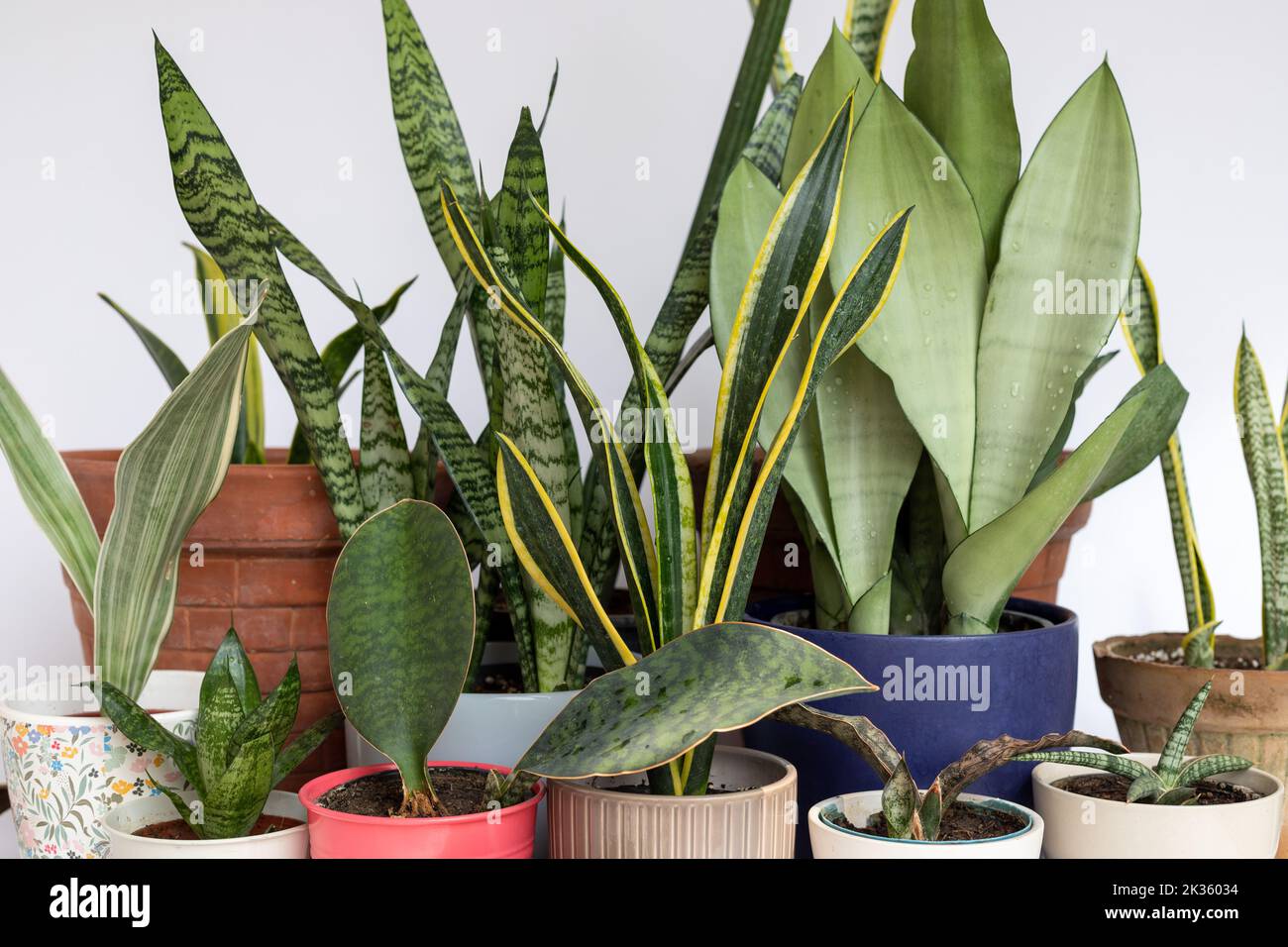 Coppertone hi-res stock photography and images - Alamy