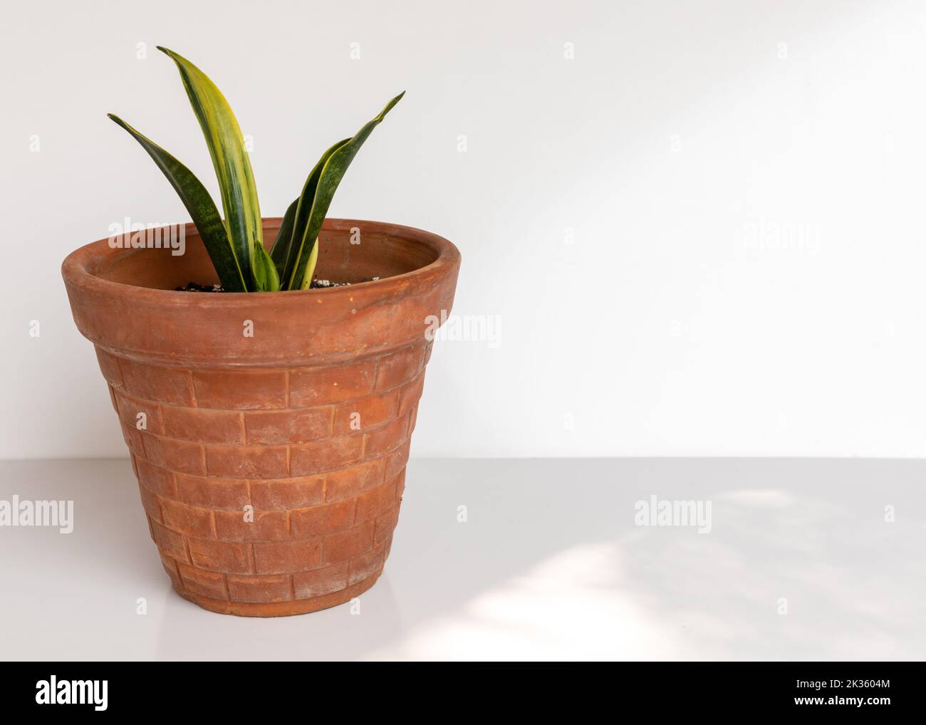 Sansevieria golden dust snake plant in a clay pot on isolated white