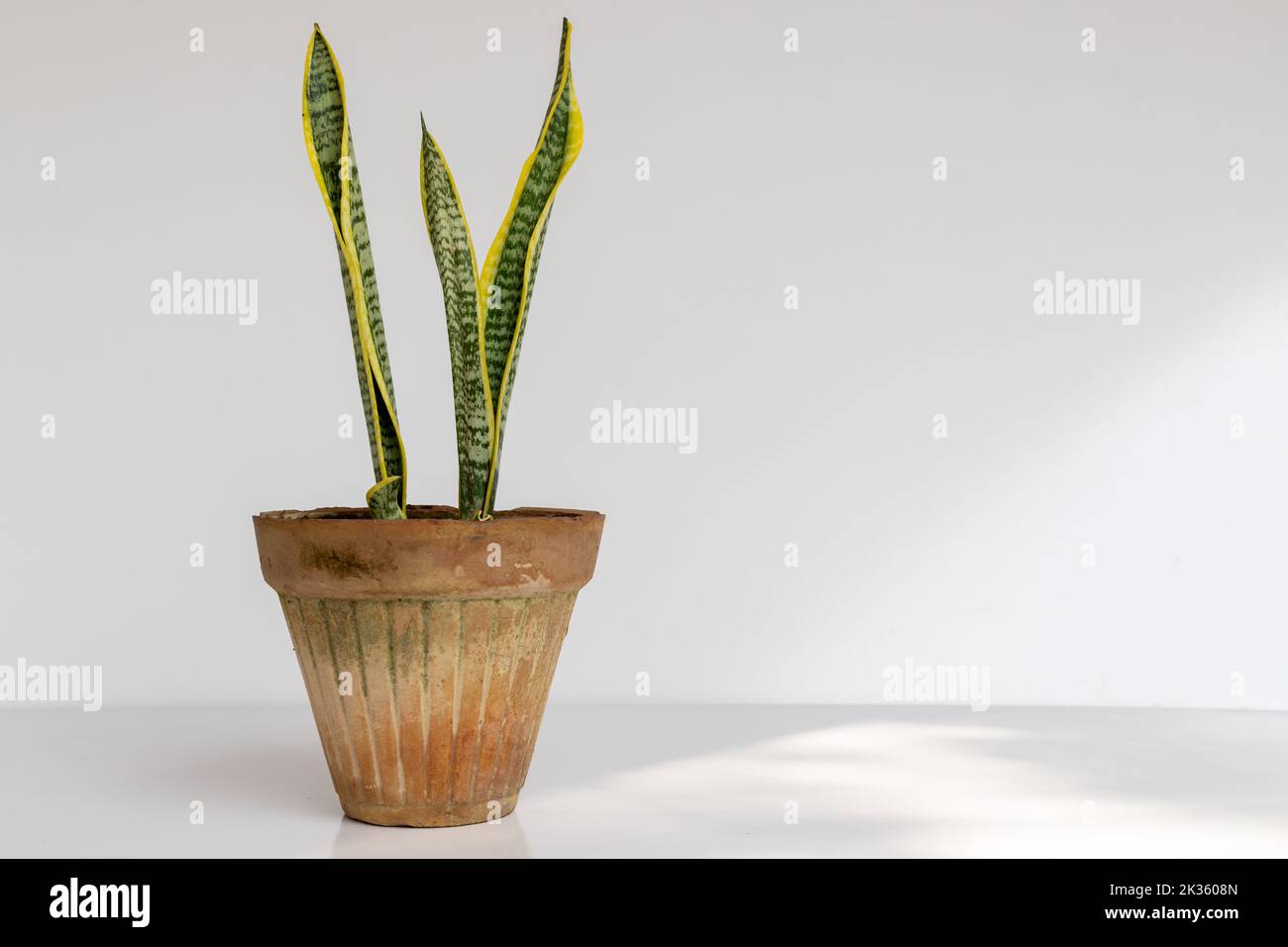 Dracaena trifasciata or mother-in-law's tongue snake plant in a a clay pot on a white isolated background Stock Photo